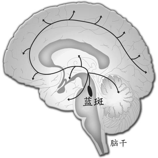 心理研究|瞳孔越大,智力越高?