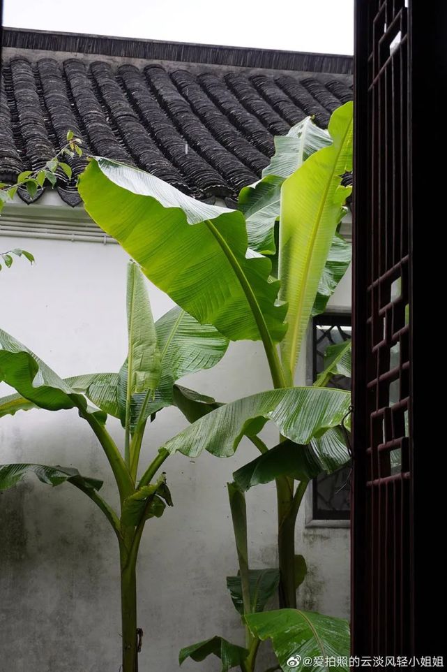 图片游园沧浪亭雨打芭蕉