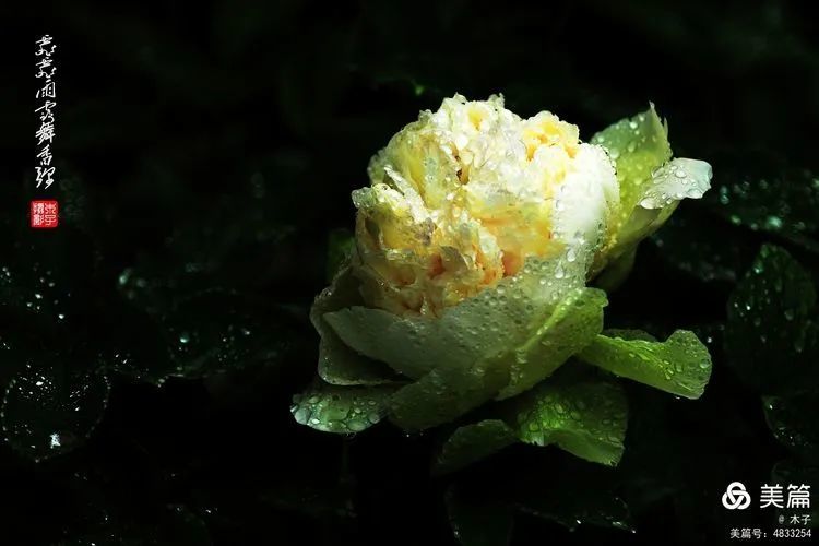 花卉摄影霏霏雨露舞香弥