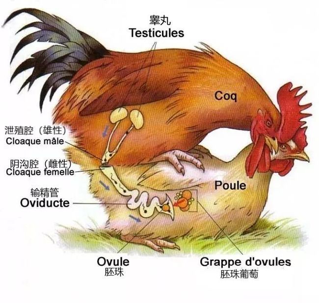 公鸡没有丁丁是怎样进行交配的