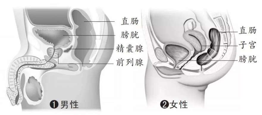 因此, 约90%的直肠癌,尤其是直肠下段癌, 仅靠直肠指检就可发现.