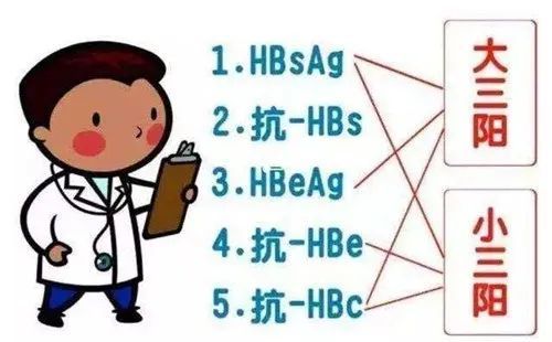 小三阳:hbsag ,hbsab-,hbeag-,hbeab ,hbcab