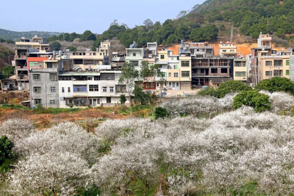 大尖山下春如故移民回归谱新曲饶平汤溪镇居豪村