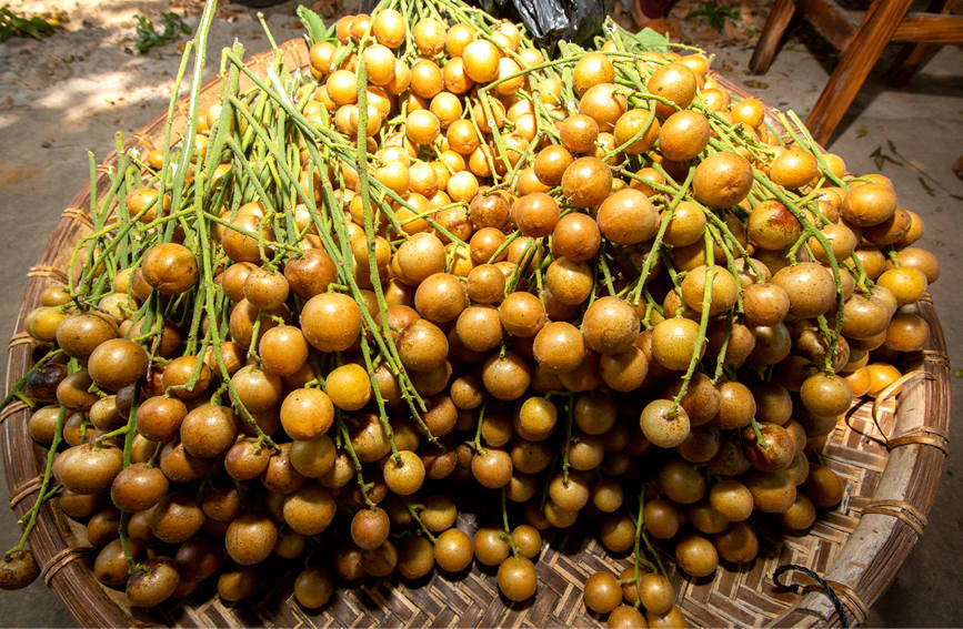 海南:万亩黄皮上市 果农喜迎丰收