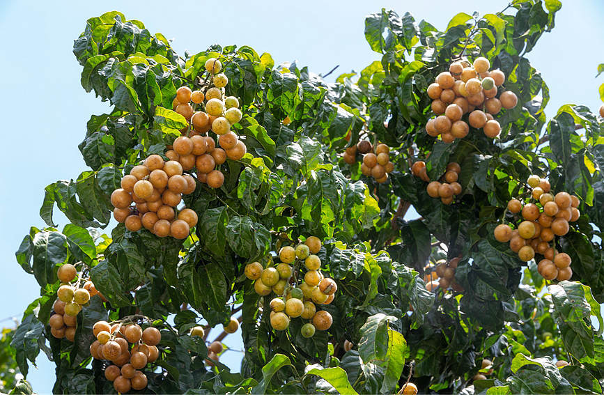 海南:万亩黄皮上市 果农喜迎丰收