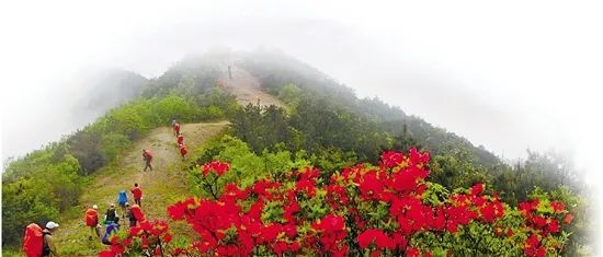 他在泰顺乌岩岭干了件破天荒的事