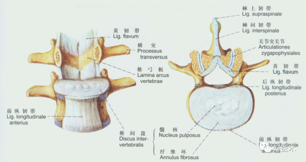 此韧带有时发生肥厚,可压迫马尾或神经根,常发生在第4与第5腰椎之间.