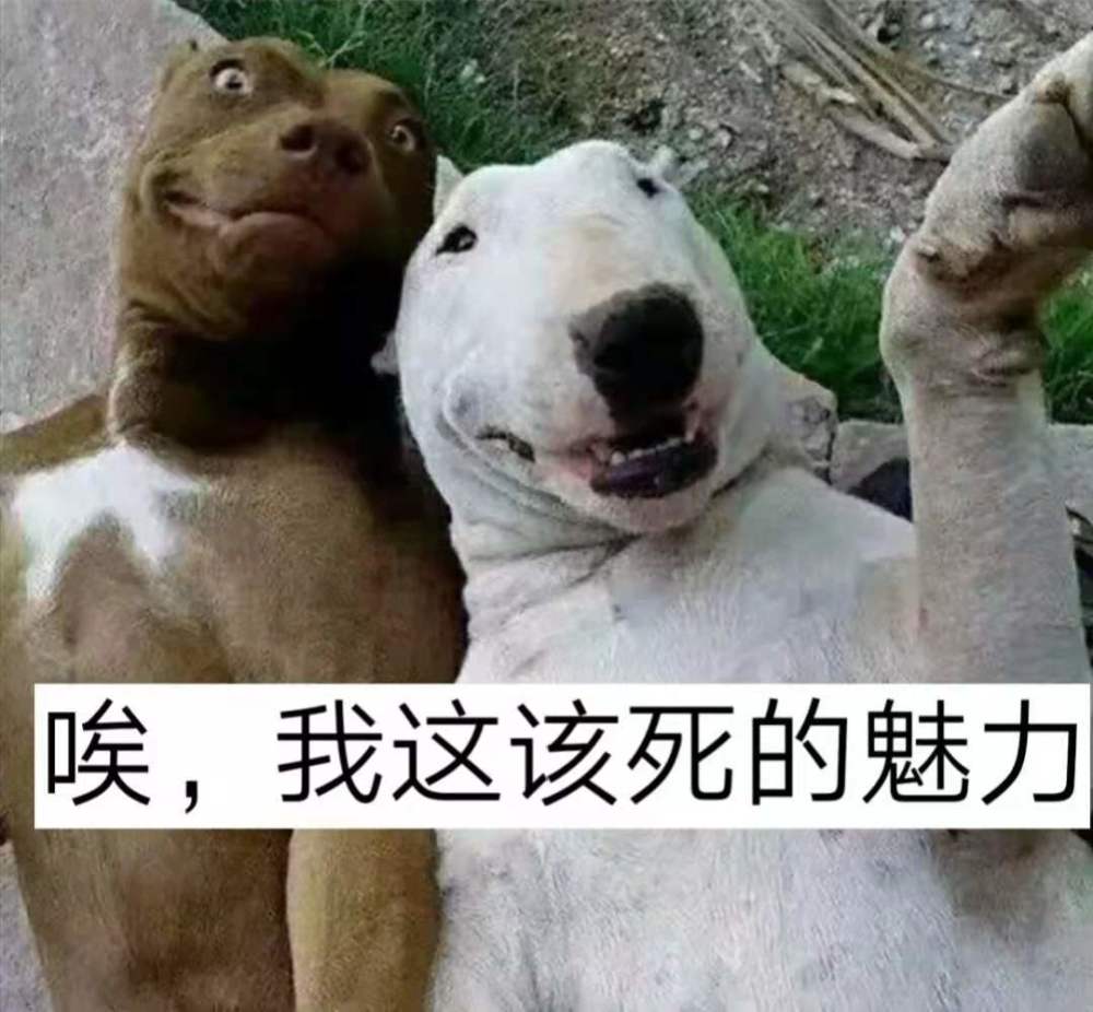 搞笑趣图—这就是传说中的野王?猴哥:不要怂!一起上!