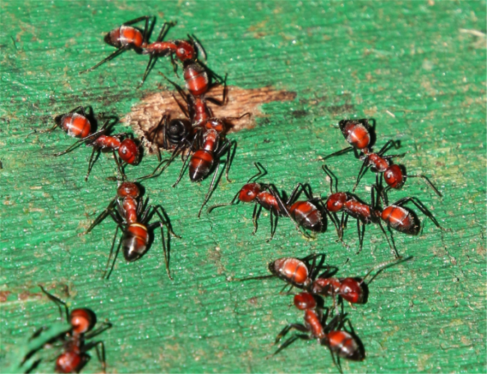 会爆炸的动物:蚂蚁为保护群体,变"虫体炸弹"引爆自己