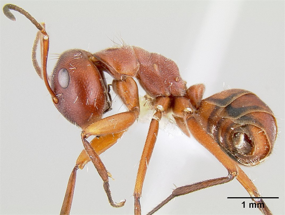会爆炸的动物:蚂蚁为保护群体,变"虫体炸弹"引爆自己