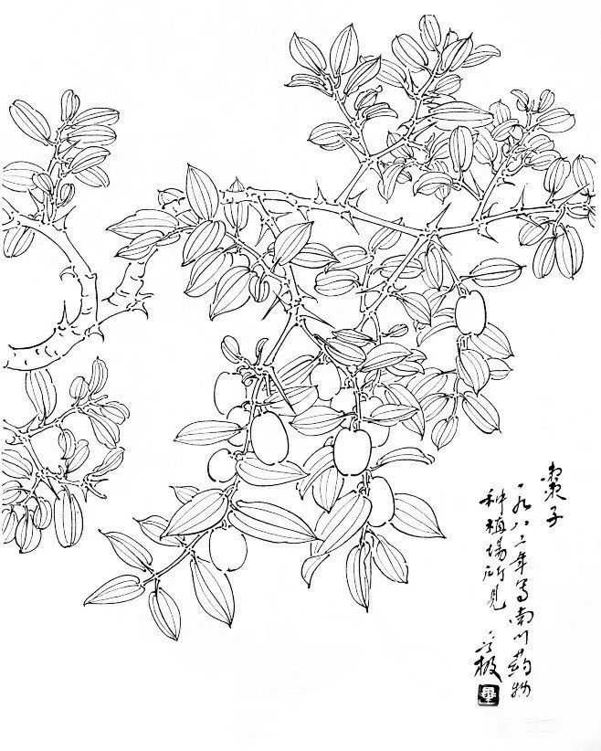 白描|美味的果实