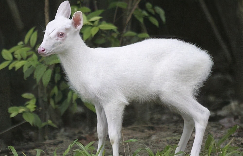 神农架白化麂抢救无效死亡,为何罕见的白化动物却在神农架常见?