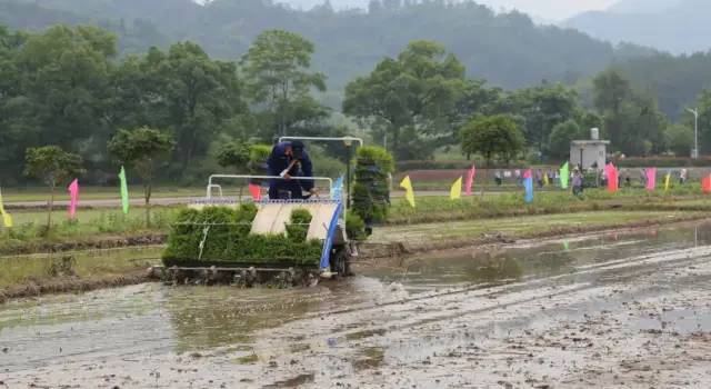 壮观!农民种田"不湿鞋,水稻插秧机作业