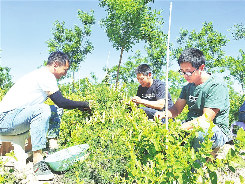 枣强县志愿服务缓解金银花采摘难题