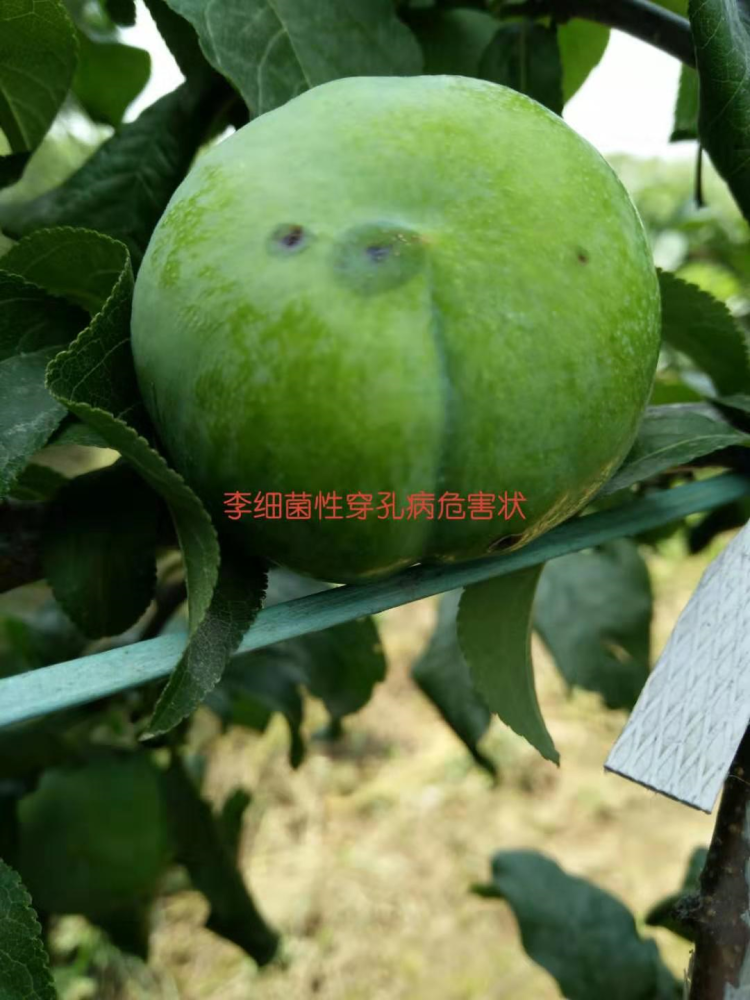 李树细菌性穿孔病危害有多大?资深老农一招搞定