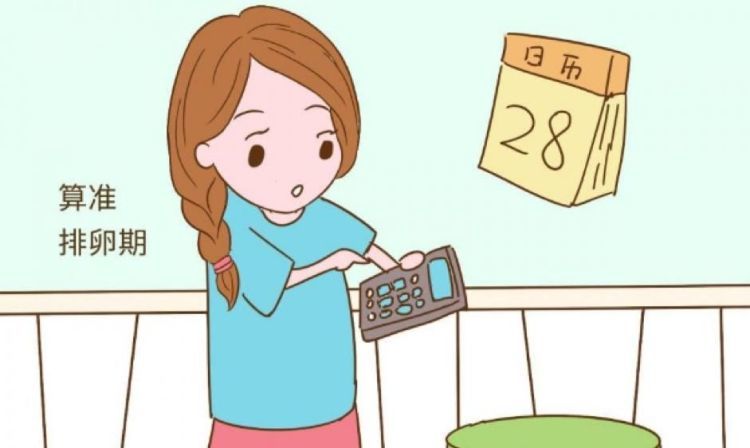 月经后多久女人一碰就怀孕怀孕得先找准排卵期