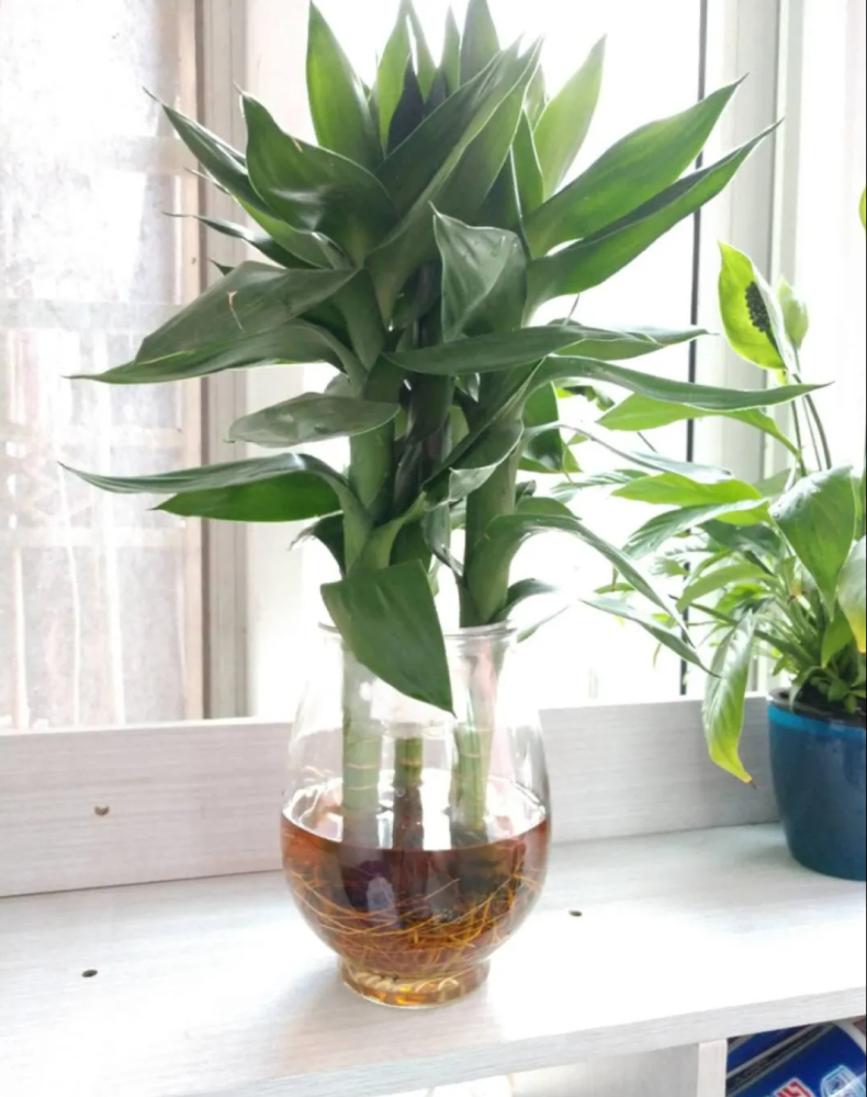 富贵竹养几根最好?单数还是双数?