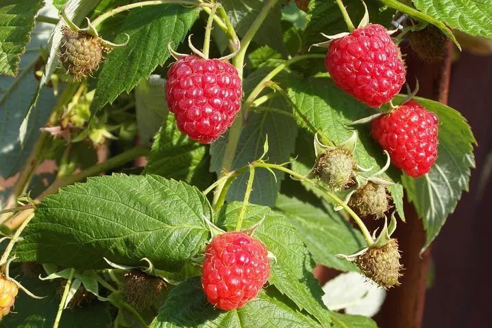 蛇莓≠覆盆子 如果不是熟悉植物的朋友,建议不要轻易在野外采食野果