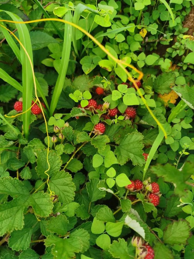 最近韶关山林里冒出了许多红红的"野草莓",你们那叫什么?