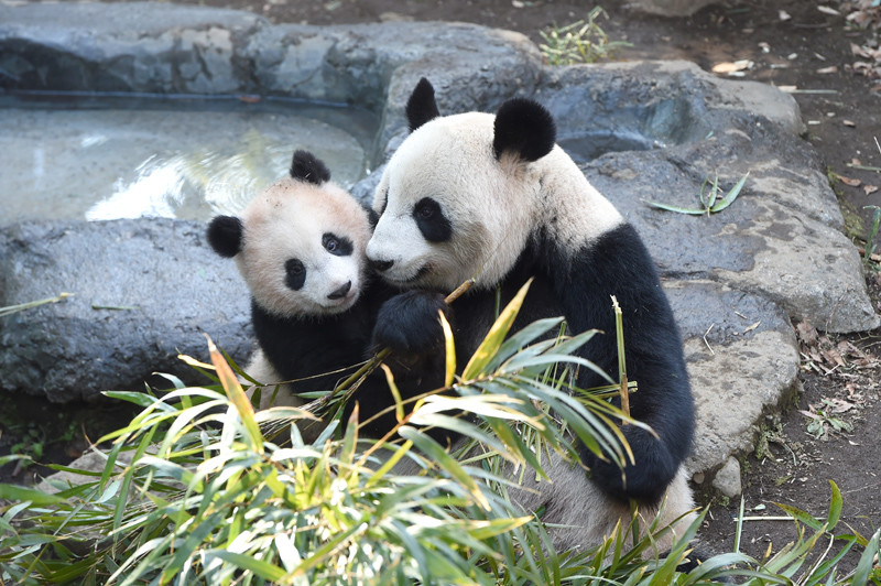 日本上野动物园大熊猫"真真"疑似怀孕,周边餐厅股价暴涨