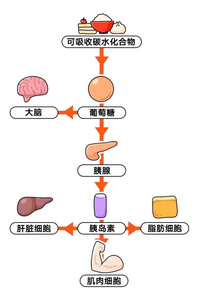 促进脂肪细胞吸收葡萄糖合成脂肪