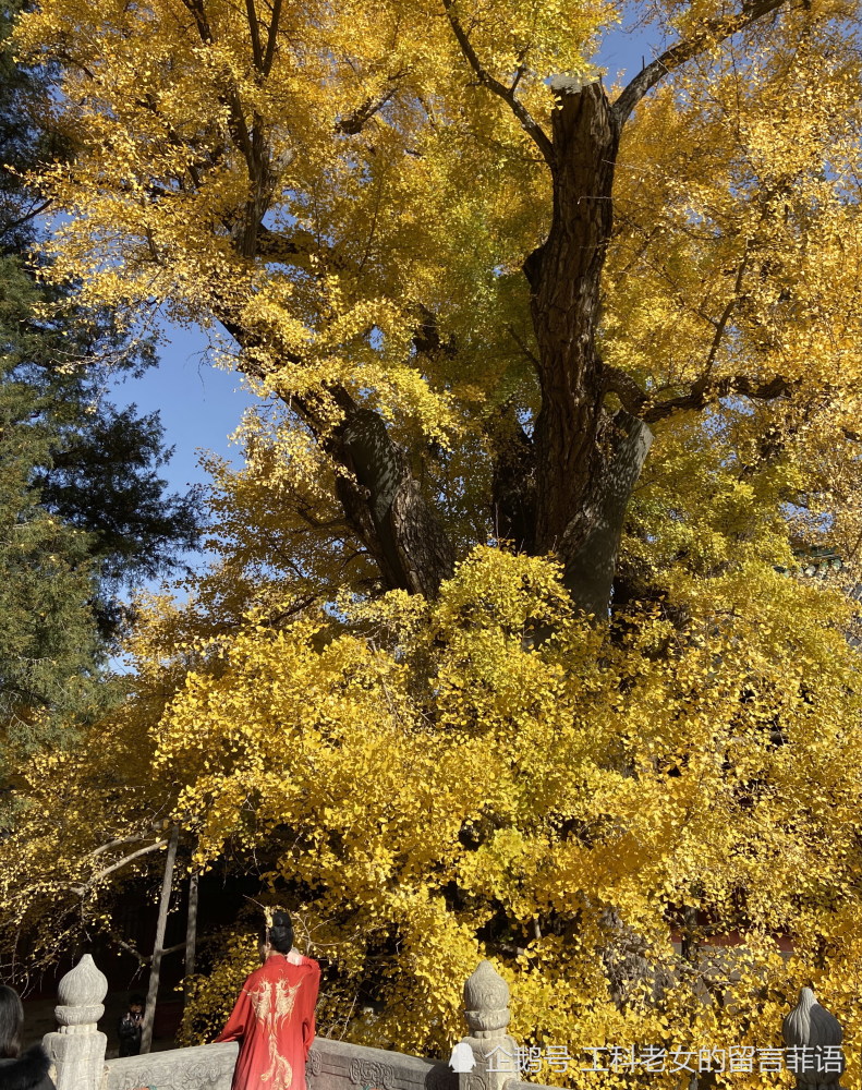 千年银杏,北京西山大觉寺的了解一下