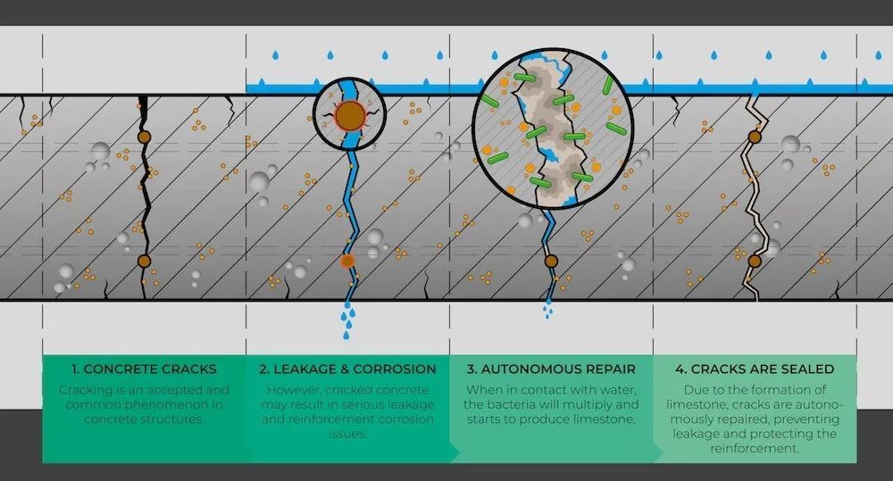 混凝土可自愈裂缝,还能再生?微生物助力建筑材料创新