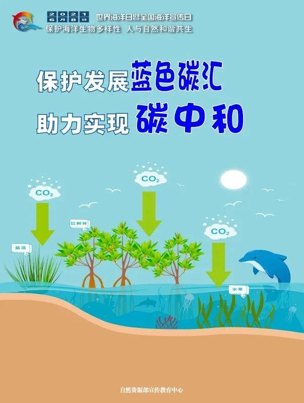 世界海洋日|海报·发现海洋之美 保护海洋生物多样性