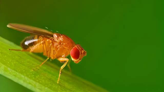 美国生物学家托马斯·亨特·摩尔根就是通过果蝇的杂交实验,证明了