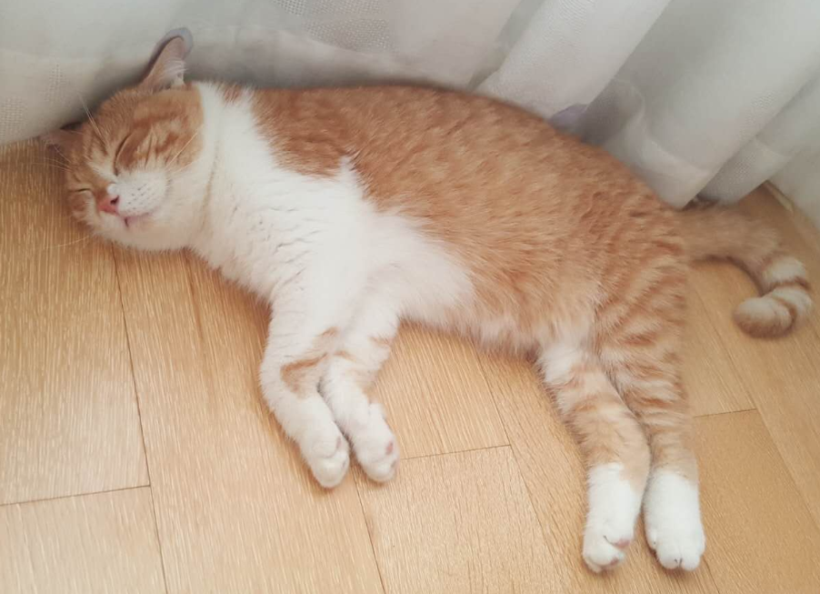 猫怕热吗?不仅怕热,中暑还会危及生命