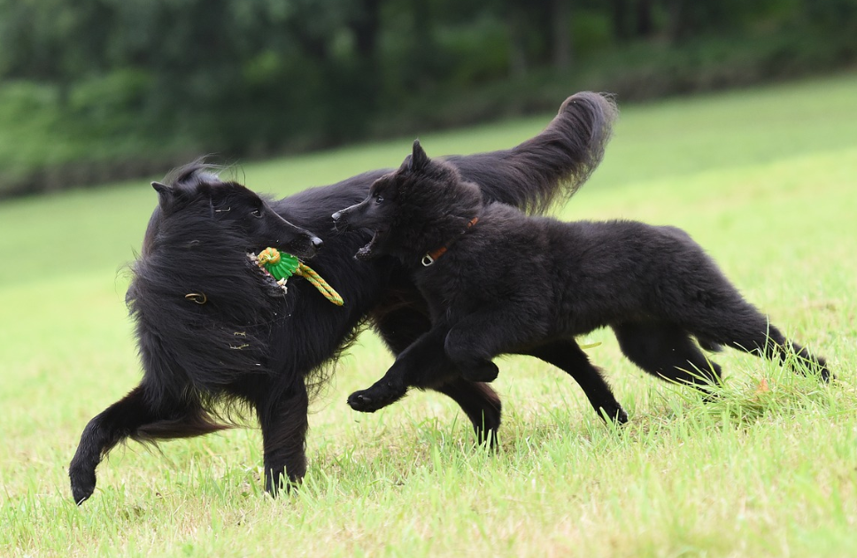 由于运动能力强,史宾格犬不仅适用于巡逻,护卫,同时也能缉毒和防爆.