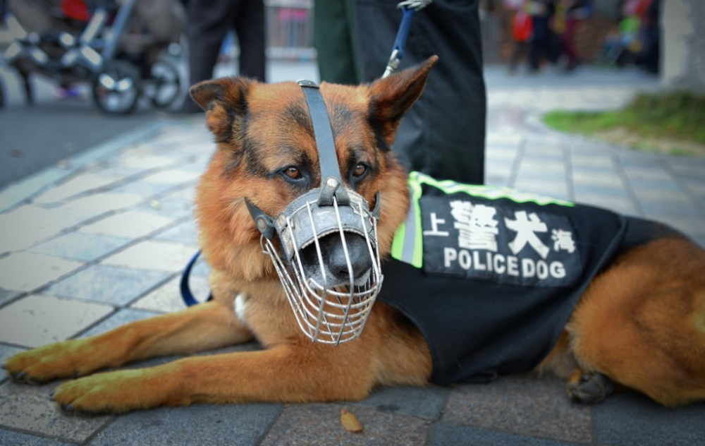 中国警犬有什么品种?德牧很常见,金毛失去资格