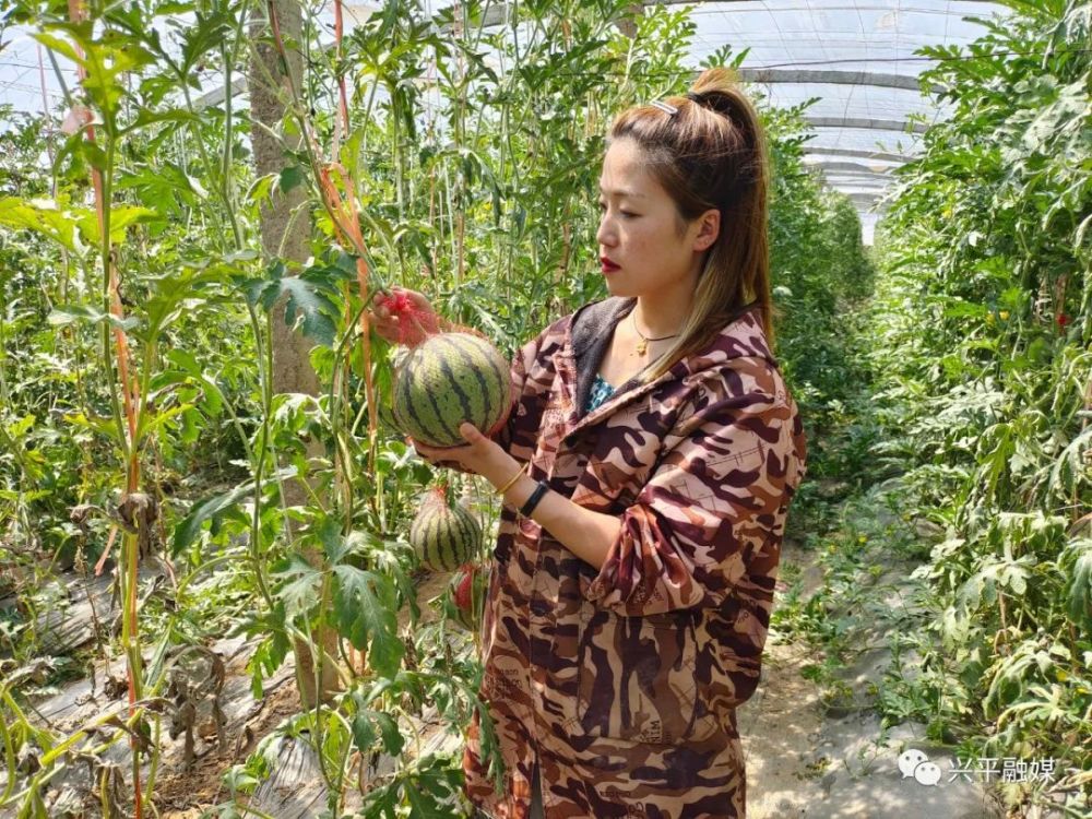 走进位于马干村的吊瓜种植大棚,只见一颗颗滚圆的西瓜成排成行地吊在