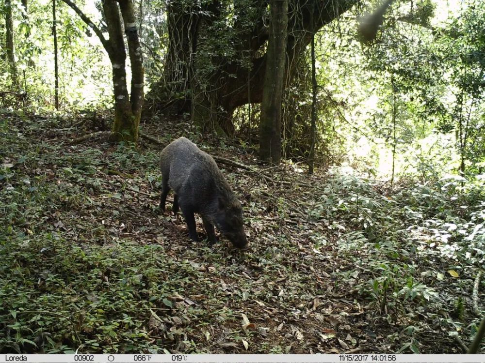 高黎贡山3只小野猪跟着猪妈妈觅食_腾讯新闻