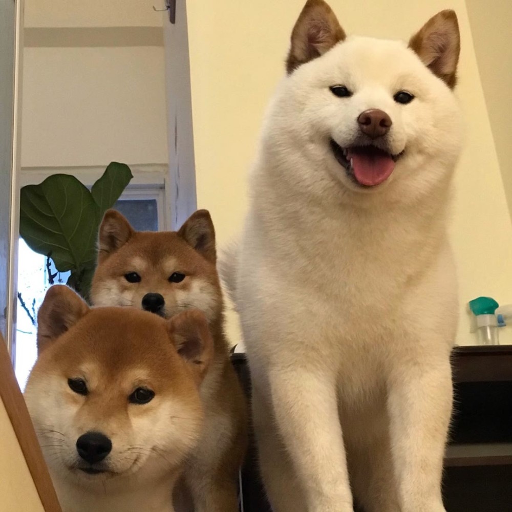 柴犬可爱萌宠朋友圈背景图
