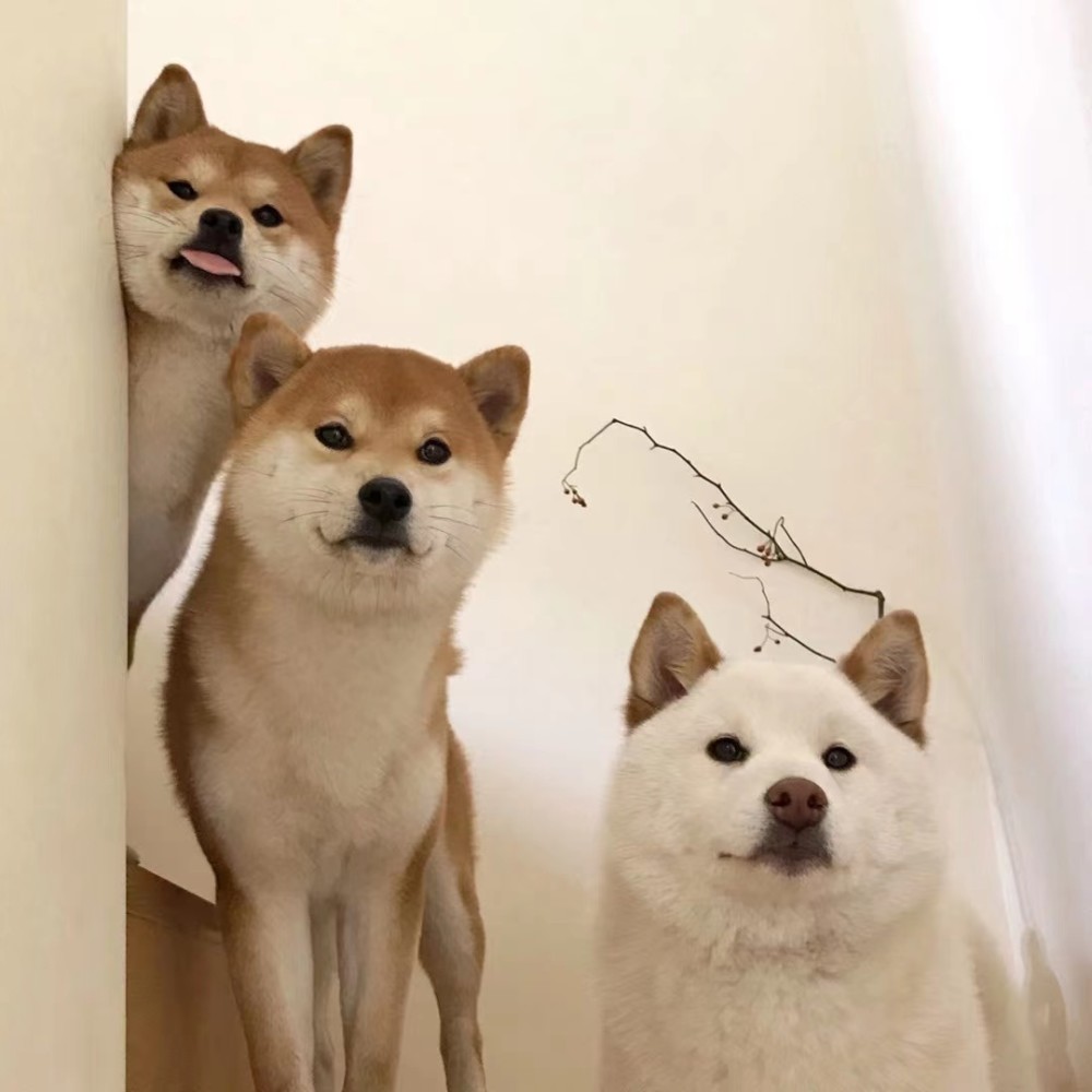 柴犬|可爱萌宠朋友圈背景图