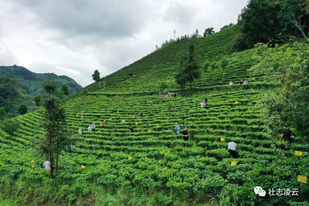 "这是广西职业技术学院茶艺表演与茶叶加工专业的部分学生,到茶园里