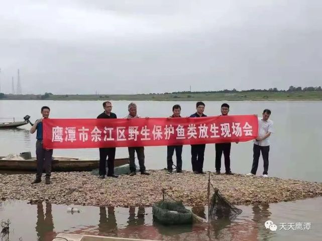 余江河里的一条鱼,竟然是国家二级保护动物!