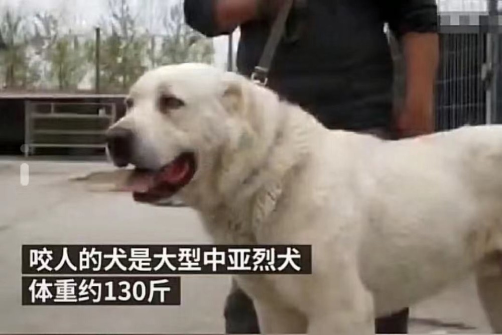 安徽68岁老人被狗咬死,狗自己上吊自杀?网友:狗狗有写
