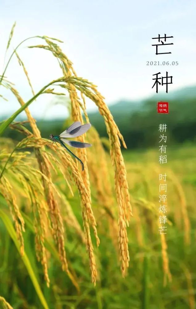 芒种图片配图大全简单带字,芒种朋友圈文案图片说说句子