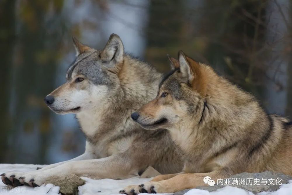 西伯利亚狼群大战溯源:欧洲狼的世代领地,为啥要老虎当主宰