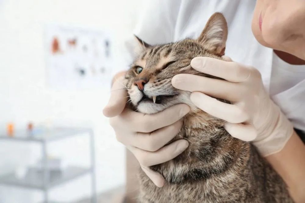 猫咪口臭警告!你知道你家猫舔你的时候有牙结石吗?