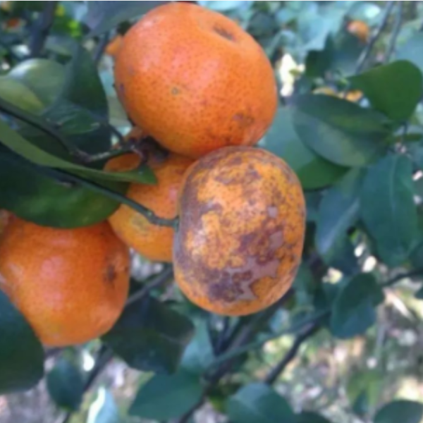 柑橘煤烟病的危害及防治