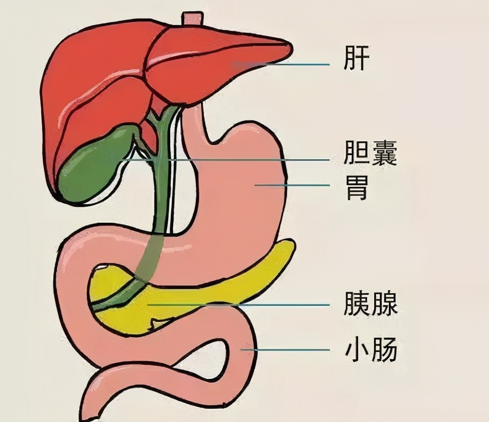 多数人不注意这四点,导致胆囊炎总复发