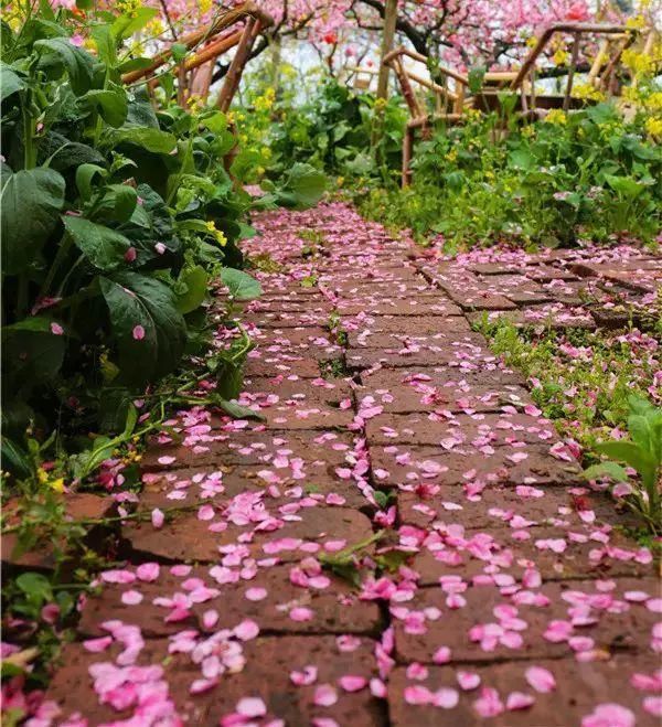 夭夭桃花凉落地已成殇
