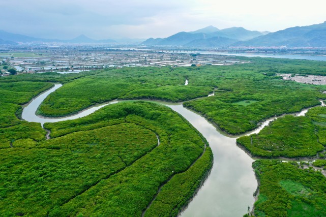 (环境)福建云霄:鹭鸟云集红树林