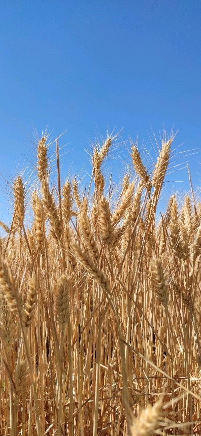 芒种到北京的冬小麦成熟了一派丰收景象