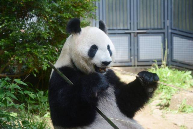 旅日大熊猫疑似怀孕,竟带动东京动物园周边连锁餐厅股价飙升近30%?