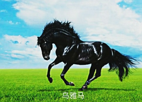 中国古代各时期名马!你喜欢哪一匹?