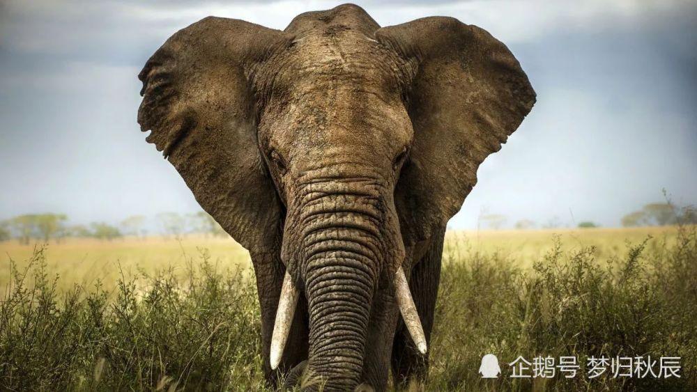 云南象群拧开水龙头喝水:在历史上,低调的大象是如何匹敌百万雄兵的?